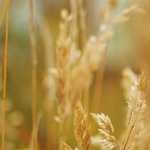 『君と僕の唄』